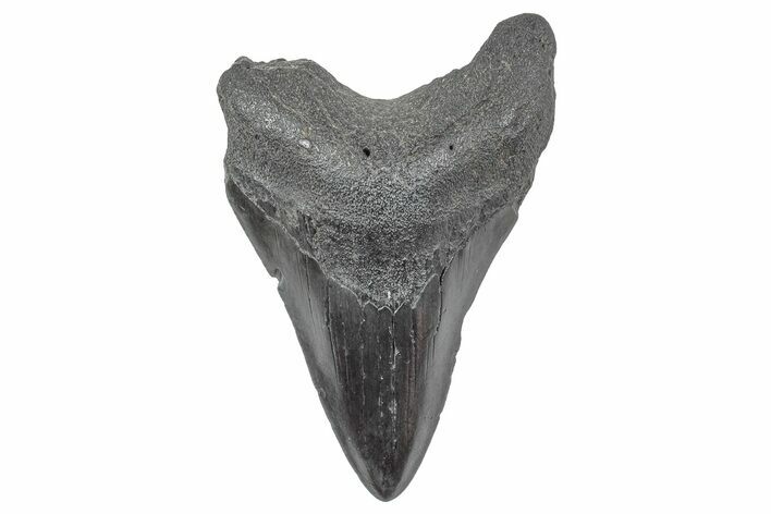 Fossil Megalodon Tooth - South Carolina #236301